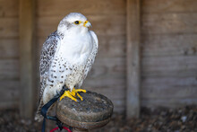 Gyrfalcon Falco Rusticolus, The Largest Of The Falcon Species, Is A Bird Of Prey