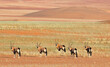 oryx in the desert