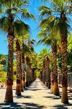 Palm Trees In The Park