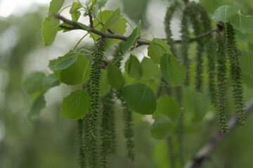 Branches of aspen tree with fresh leaves closeup