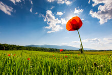 Green Field Of Blooming Poppy On A Sunny Day. Wonderful Spring Scenery In Carpathian Mountains. Beautiful Nature Background With Red Flowers