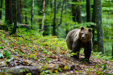 Wall Mural - brown bear is looking for food in a european forest. image taken in autumn.