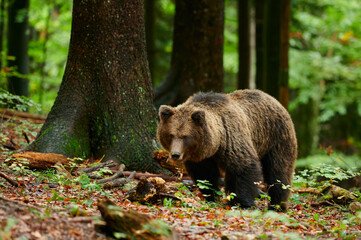 Wall Mural - brown bear is looking for food in a european forest. image taken in autumn.