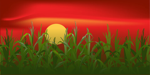 Sticker - green maize plants on red sunset background