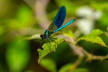 Blue-winged Dragonfly Perched On A Green Branch. Insects Of Rivers And Lakes. Devil's Horse.