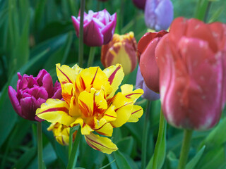 Wall Mural - Yellow and red tulip growing at a flower bed with other colorful tulips, rainy day of spring, closeup with selective focus