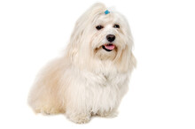 Happe Coton De Tulear Dog Sitting On A Clean White Background