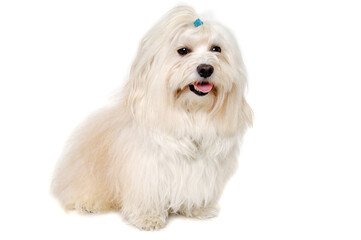 Poster - Happe Coton De Tulear dog sitting on a clean white background