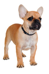 Wall Mural - Sad french puppy bulldog is standing on at clean white background