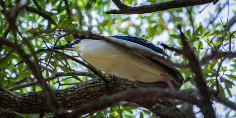 Wall Mural - Night Herons and Lowcountry Life