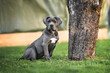 © otsphoto - grey cane corso puppy sitting by a tree outdoors in summer