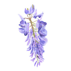 Wall Mural - Botanical watercolor illustration of Wisteria flowers. purple wisteria flower on a horizontal white background.