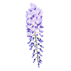 Wall Mural - Botanical watercolor illustration of Wisteria flowers. purple wisteria flower on a horizontal white background.