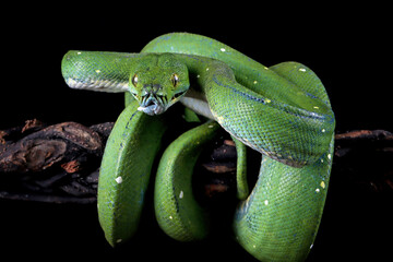 Wall Mural - green tree python snake on branch ready to attack, chondropython viridis snake closeup with black ba