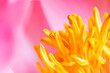 Closeup pink peony flower with yellow stamens, beauty in nature, natural floral background, selective focus. Natural fresh blossoming flower of peony. Spring blooming, aesthetic flowery poster, macro