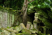 Broken Castle Walls Covered With Trees At Ta Prohm Temple, Angkor Wat, Siem Reap, Cambodia