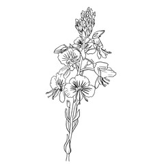 Wall Mural - vector veronica flowers isolated on a white background. Botanical illustration of veronica flowers in linear style.