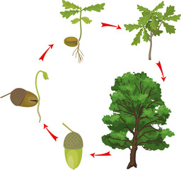 Poster - Life cycle of oak tree. Growth stages from acorn and sprout to old tree isolated on white background