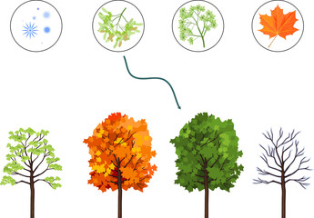 Wall Mural - Educational matching game for biology lesson with maple tree at four seasons: spring, summer, autumn, winter