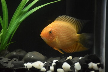 Poster -  severum fish in aquarium