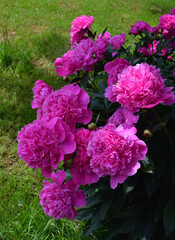Wall Mural - a beautiful flowering peony bush with large bright pink flowers on a blurry green background. natura