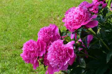 Wall Mural - a beautiful flowering peony bush with large bright pink flowers on a blurry green background. natura