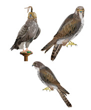 Red-tailed Hawk, Illustration, White Background