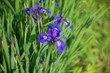 Blooming blue beardless irises lit by the sun