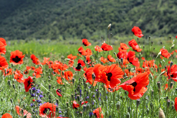 Wall Mural - beautiful field of wild bright red poppies in the green mountain valley