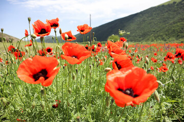 Wall Mural - beautiful field of wild bright red poppies in the green mountain valley