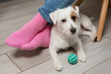 Female Legs In Pink Socks And A White Dog Lying Nearby