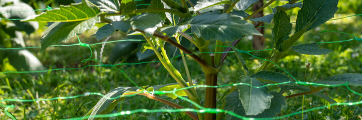 Wall Mural - cut flower netting. plant support net. using plastic garden netting to support dahlia plants.