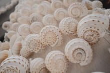 Wall Decorated With Scallop Shells In A Row