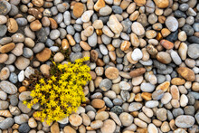 Plant On Chesil Beach