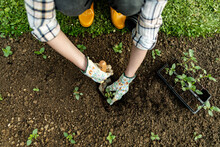 Female Gardener Planting Flowers In Her Flowerbed. Gardening Concept. Garden Landscaping Small Business Owner. Planting Snapdragon Seedlings. Top View.