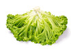 Fresh green leaves of lettuce plant isolated