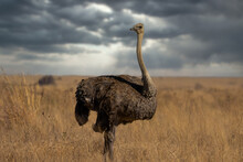 A Wild Female Ostrich Volstruis In The Bush Veld Field With Its Head Out Stretched Looking For Predators While Grazing For Food In The Dead Grass On Fathersday In A Nature Reserve In South Africa