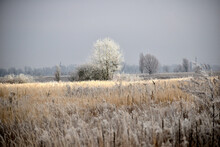 The Picture Shows A Winter Landscape Created By Dry Grass And A Lone Tree, Which Are Covered With Frost.