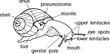 Coloring page with external anatomy of common air-breathing land snail. Structure of Roman snail (Helix pomatia) for biology lessons