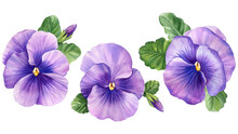 Set Violet Pansies Flowers, Watercolor Flower On A White Isolated Background