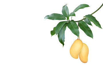 ripe mango fruits hanging on tree branch with green leaves isola