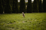 Fototapeta  - Mały szczeniak biegnie szybko po trawie