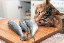 The Cat Wants To Eat The Fish On The Table