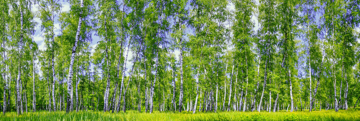  Birch grove on a sunny summer day, landscape banner, huge panorama