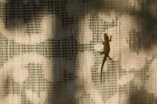 Closeup Of Lizard Hiding Behind Window Curtains. Lizard Shadow On Curtain. Toned Image Of Lizard Hiding Behind Window Curtains.