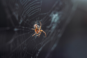 Spider on the web