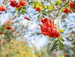 Bottom view on bright red berries of rowan on clear blue sky background. Natural autumn background. Ripe berries in sunny day of fall. Copy space.