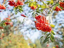 Bottom View On Bright Red Berries Of Rowan On Clear Blue Sky Background. Natural Autumn Background. Ripe Berries In Sunny Day Of Fall. Copy Space.