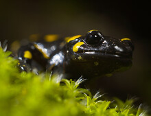 Salamander Portrait
