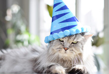 Grey Fluffy Cat With Rolling Eyes In Birthday Hat Greeting Card